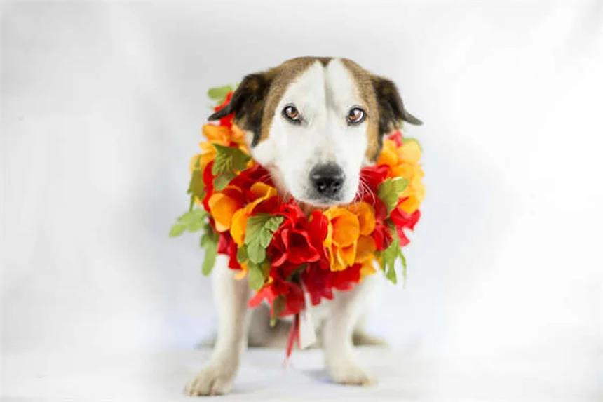 Toyota 4A-GE Engine Upgrades: Modern Reproductions for Classic AE86 Corollas